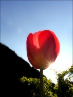 Die Sonne lacht, die Tulpen strahlen!