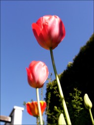 Noch mehr Tulpen und blauer Himmel