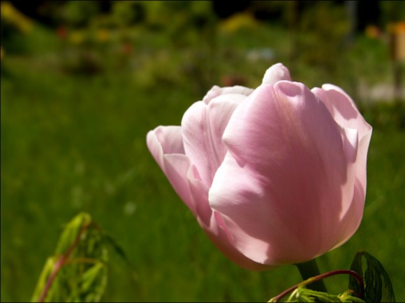 Tuffige rosa Tulpen gibt es auch...