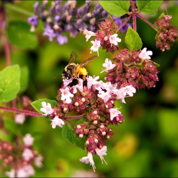 Eine Mini-Biene! Die Blüten des Oregano sehen bei ihr riesengroß aus!