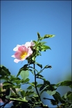 Rosa Wildrosenblüte
